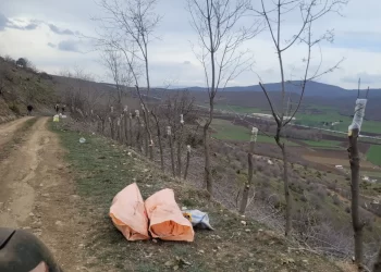 Kale yolu meyve aşısı