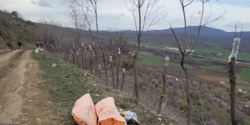 Kale yolu meyve aşısı